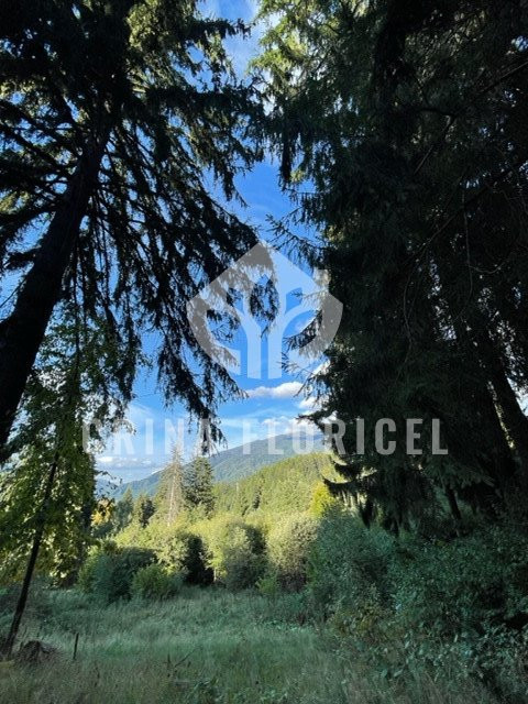 Teren cu padure 1000 mp, Predeal - Strada Pajistei - Valea Ursuletul