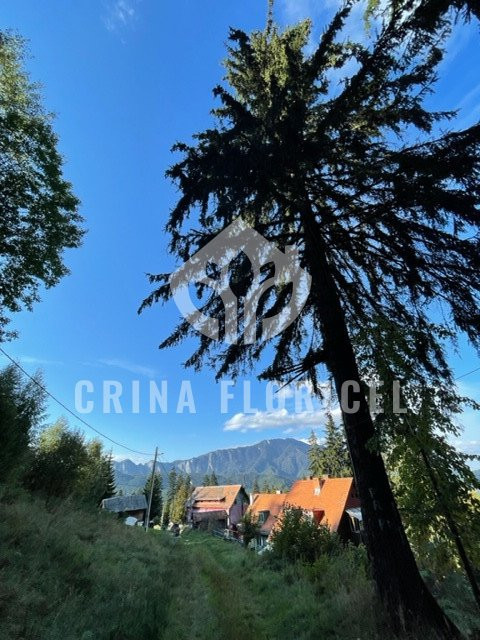Teren cu padure 1000 mp, Predeal - Strada Pajistei - Valea Ursuletul