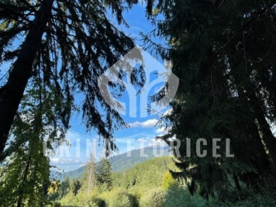 Teren cu padure 1000 mp, Predeal - Strada Pajistei - Valea Ursuletul
